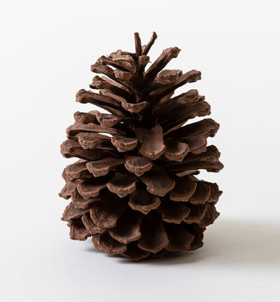 Kongler natur stor i pose Kongler natur stor i pose